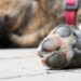 Sujeto es sentenciado a más de 3 años de prisión por matar a un perrito en Puebla
