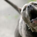 Ataque de perros pitbull deja una mujer sin vida y otra herida en Hidalgo