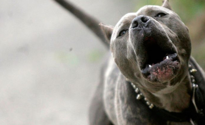 Ataque de perros pitbull deja una mujer sin vida y otra herida en Hidalgo