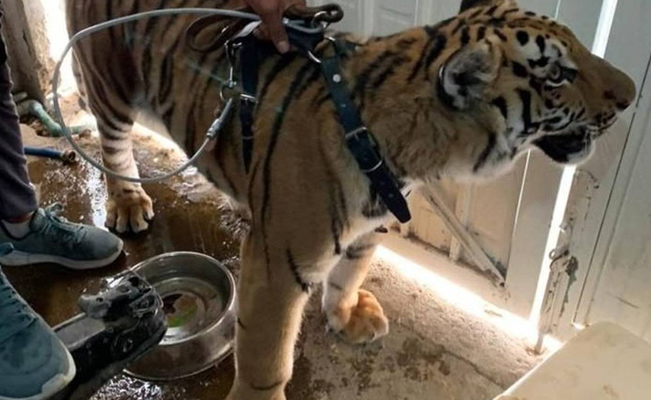 Aseguran cachorro de tigre de bengala en Chimalhuacán