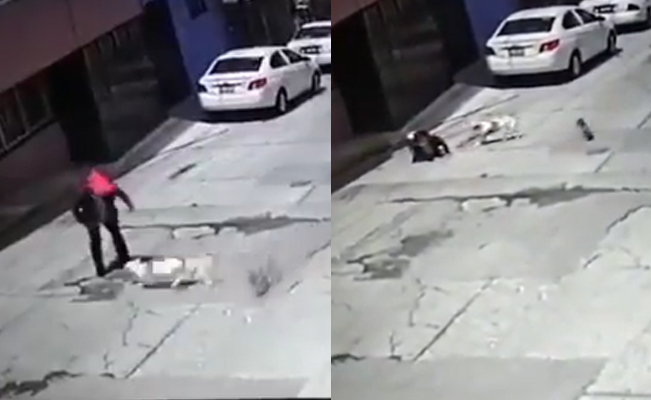 VIDEO. Bienestar Animal resguardará 10 días a pitbull que atacó a abuelita en Puebla