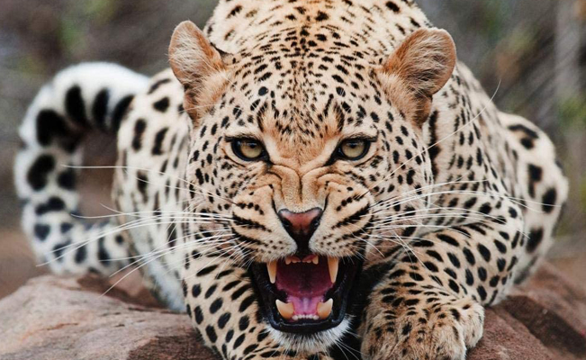 Adolescente es atacado por jaguar en zoológico de León, Guanajuato