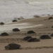 SEMAR y PROFEPA vigilan el arribo de cerca de 300 mil tortugas golfinas en Oaxaca