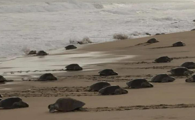 SEMAR y PROFEPA vigilan el arribo de cerca de 300 mil tortugas golfinas en Oaxaca