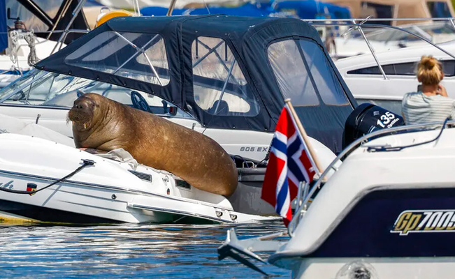 Sacrifican a morsa que se viralizó por subirse a botes y dañarlos en Noruega