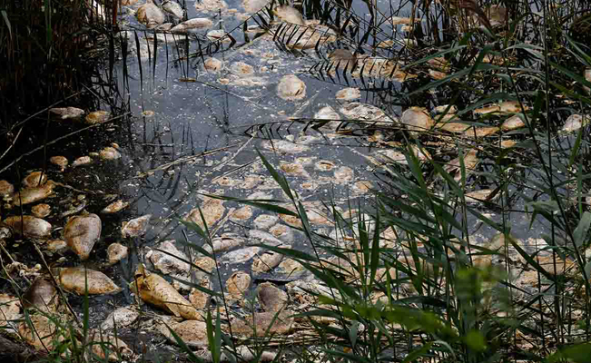 Retiran 300 toneladas de peces que murieron en un río contaminado en Alemania