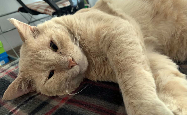 Asqueroso: se graba en vivo decapitando a un gatito y luego se lo come