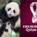China obsequia a Qatar dos pandas gigantes por el Mundial 2022