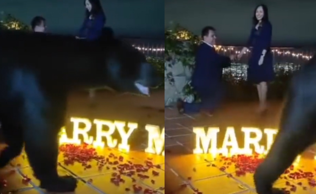 VIDEO. Oso interrumpe propuesta de matrimonio en San Pedro, Nuevo León