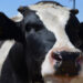 En Brasil, analizan posible caso de la enfermedad de las vacas locas