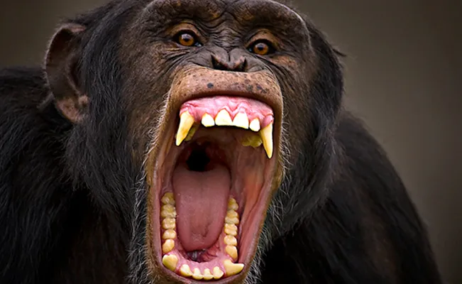 “Se la está comiendo”: chimpancé le arranca la cara y logra sobrevivir