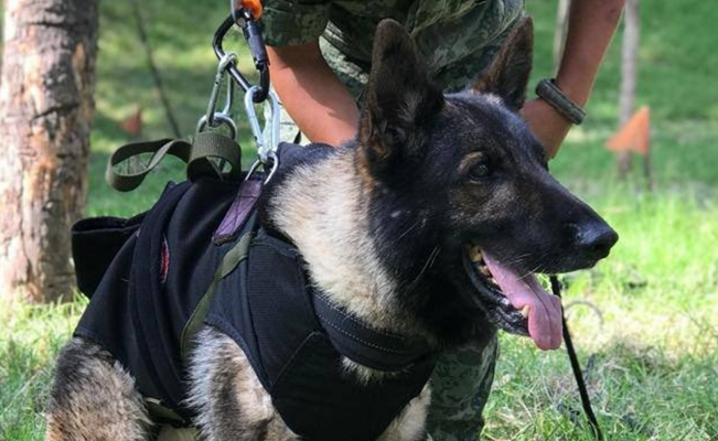 SEDENA alista estatua en honor a Proteo, perrito rescatista que murió en Turquía