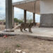 En Sinaloa, rescatan a cachorro de puma abandonado al interior de una construcción