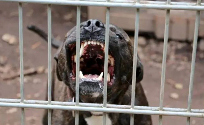 Niño de 4 años muere tras ser atacado por dos perros pitbull en Chihuahua