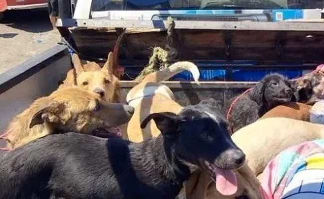 “Le gustaba juntar perros de la calle”; agrede a más de 50 lomitos