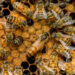 En Toronto, alertan a conductores tras el escape de 5 millones de abejas