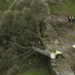 En Inglaterra, detienen a menor por talar árbol de 200 años