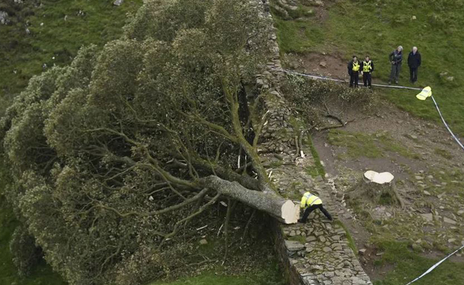 En Inglaterra, detienen a menor por talar árbol de 200 años