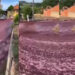 VIDEO. Vino inunda calles tras explosión de tanques en viñedo de Portugal